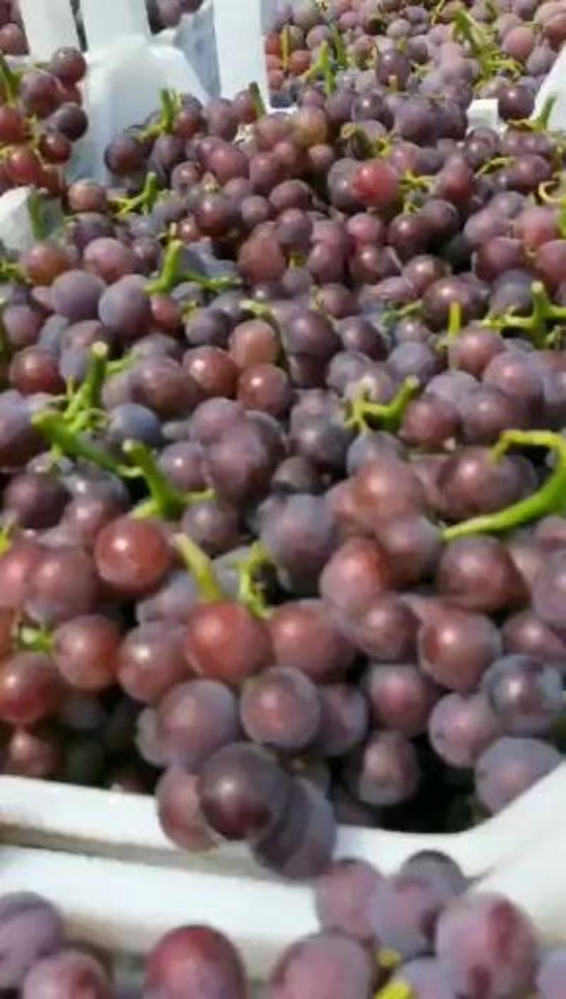 巨峰葡萄，颗粒大，穗型好，沙土地种植，口感特别甜