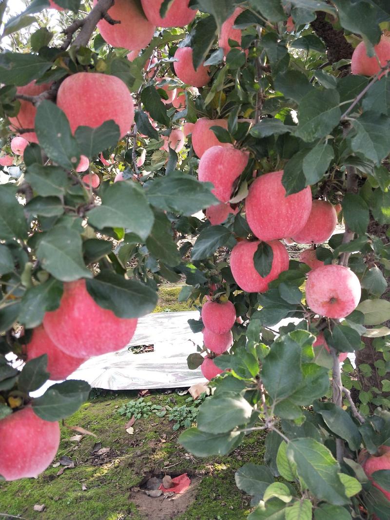 红富士苹果，果面干净，颜色好，口感脆甜，货源充足