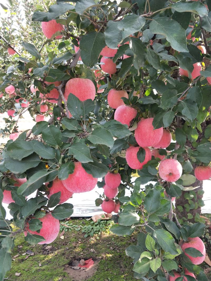 红富士苹果，果面干净，颜色好，口感脆甜，货源充足