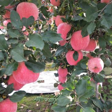 红富士苹果，果面干净，颜色好，口感脆甜，货源充足