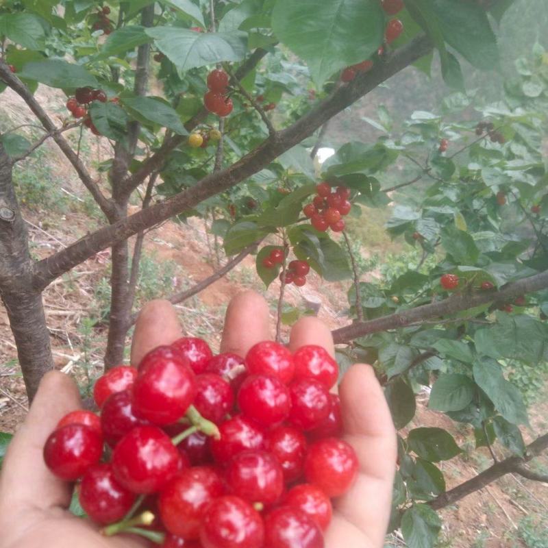 米易高山小樱桃