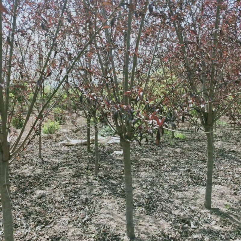 红叶碧桃