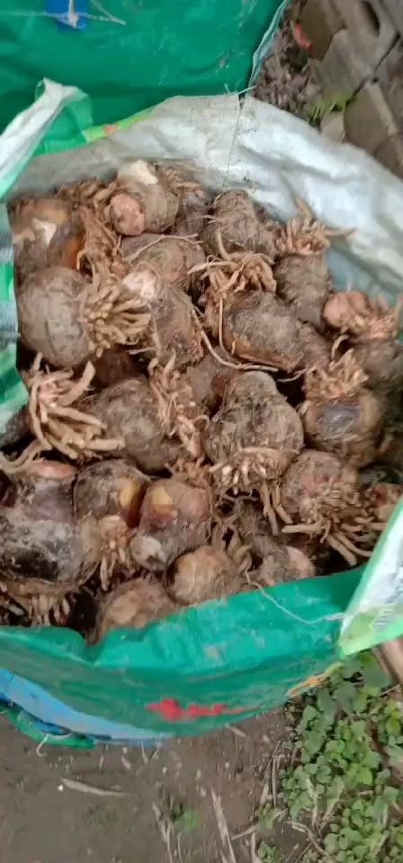 蜘蛛兰头绿化植物2一9分头