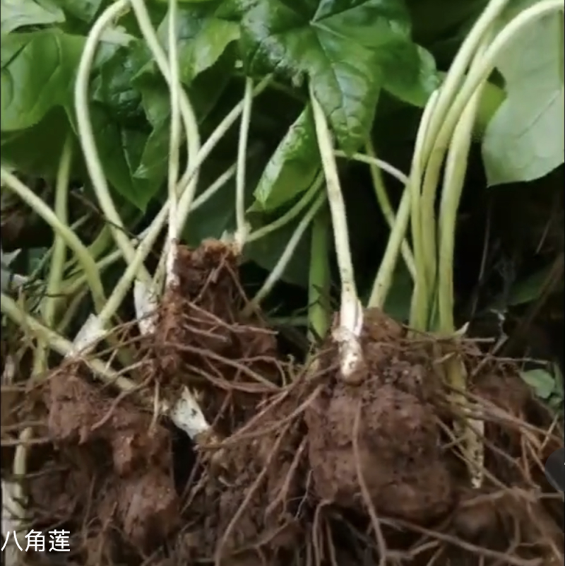 八角莲纯野生，江边一碗水