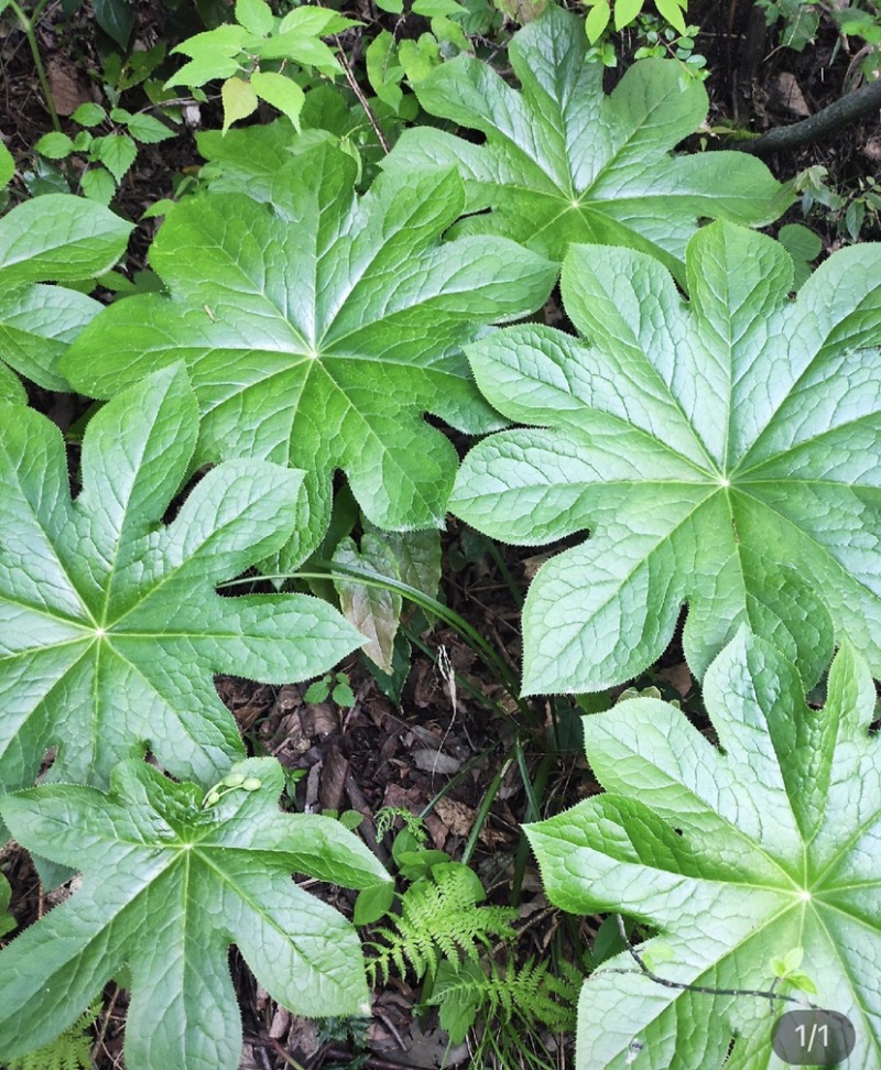 八角莲纯野生，江边一碗水