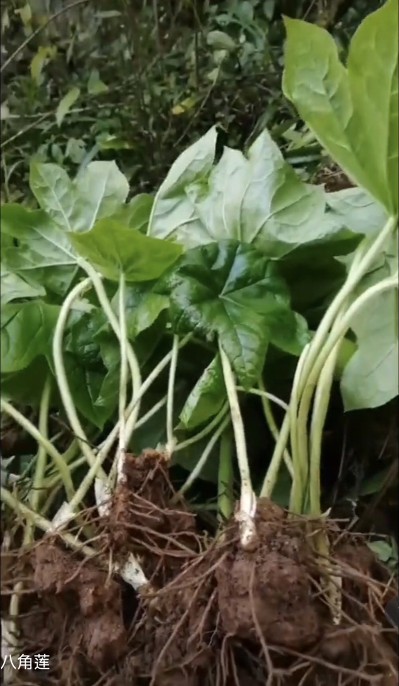 八角莲纯野生，江边一碗水