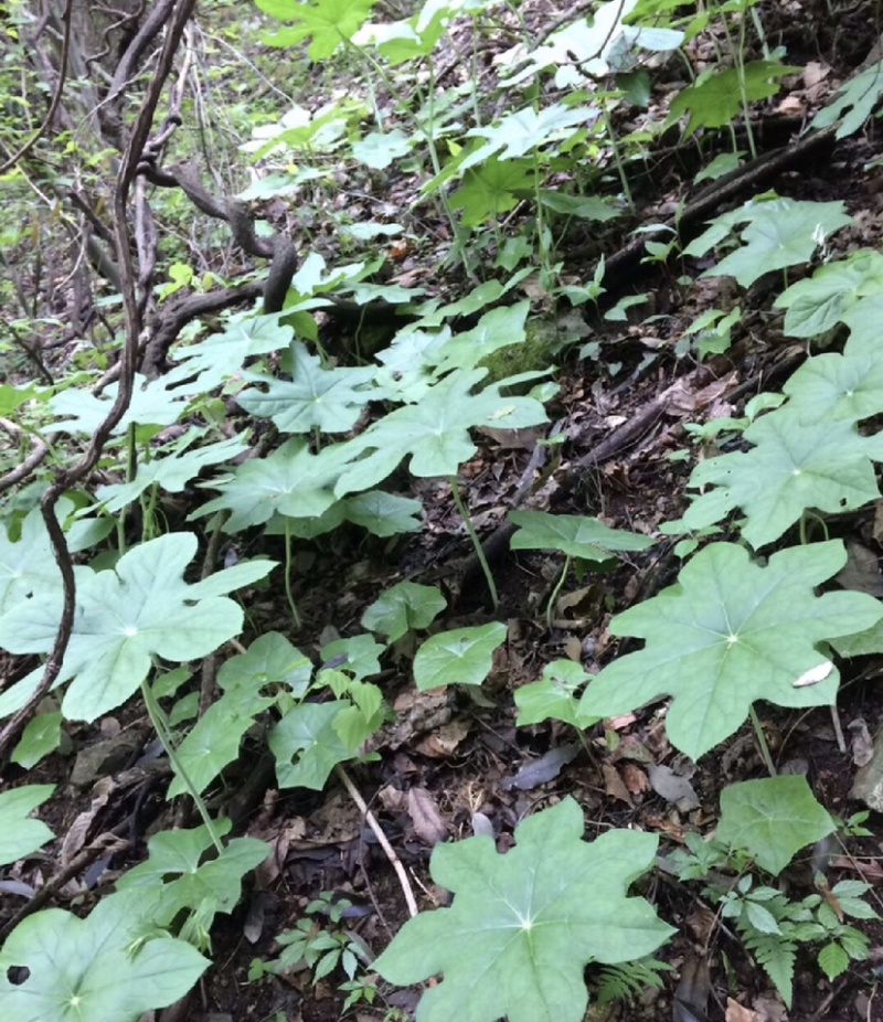 八角莲纯野生，江边一碗水