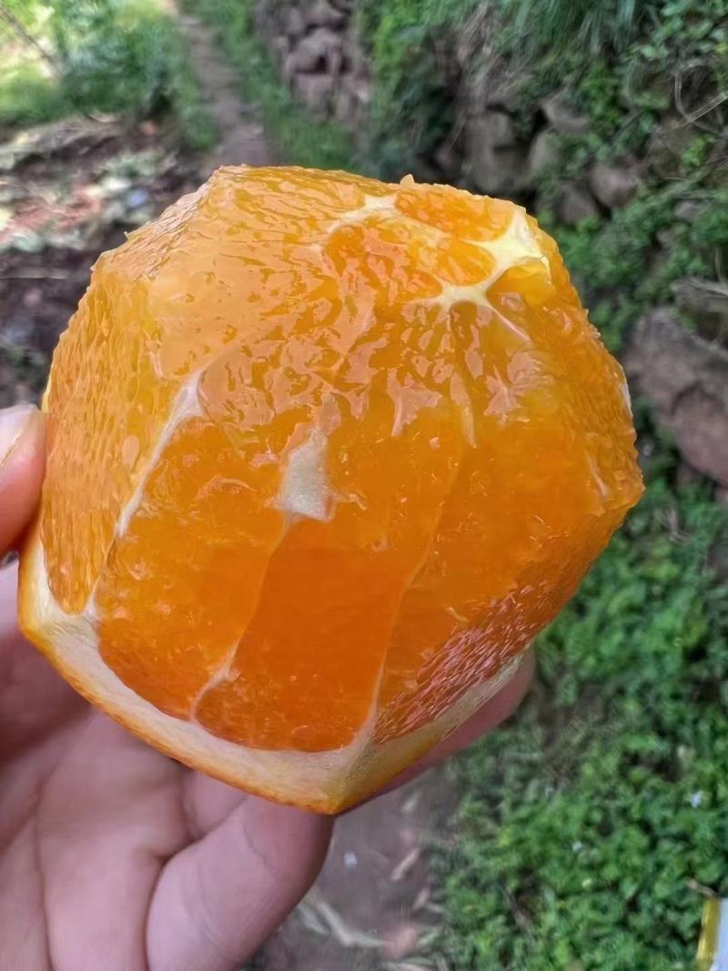 秭归脐橙产地直销看货论价保质保量欢迎订购