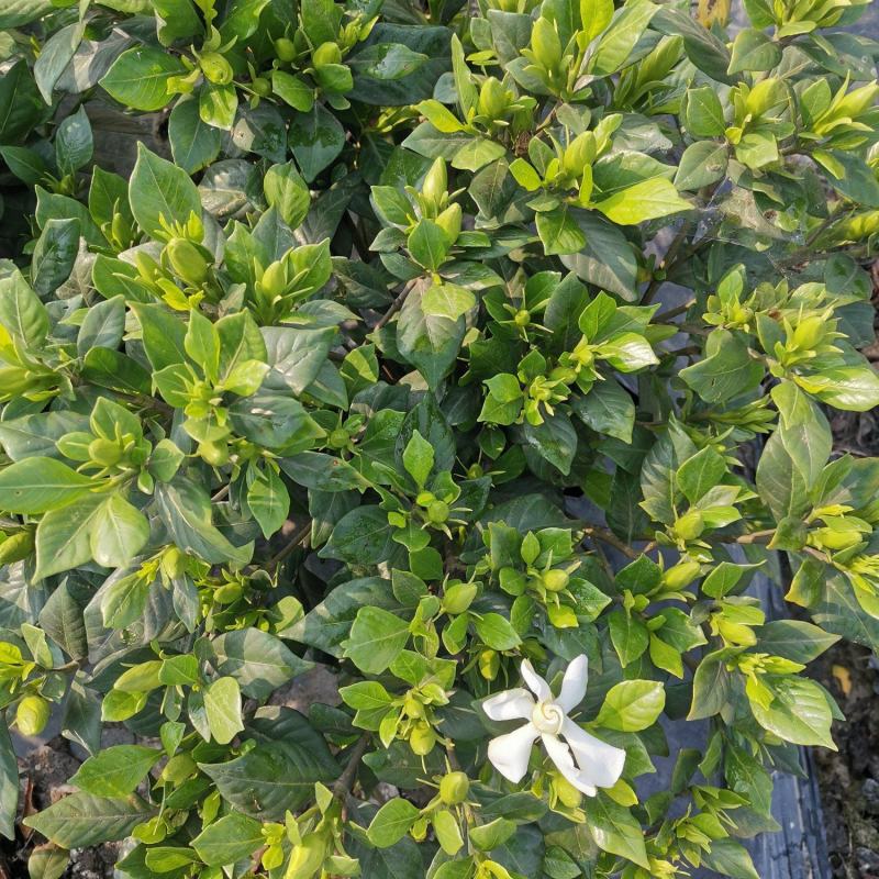 栀子花苗一手货源基地直发质量保障视频看货诚信合作欢迎来电