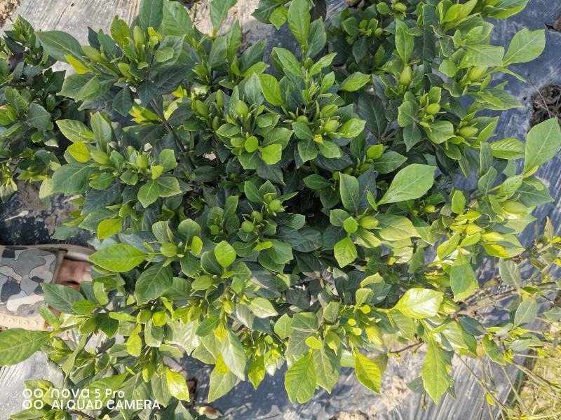 栀子花苗一手货源基地直发质量保障视频看货诚信合作欢迎来电