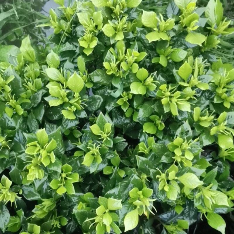 栀子花苗一手货源基地直发质量保障视频看货诚信合作欢迎来电