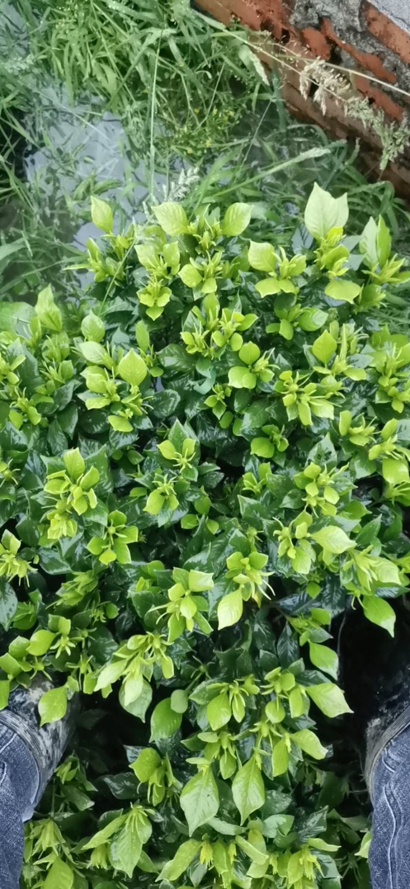 栀子花苗一手货源基地直发质量保障视频看货诚信合作欢迎来电