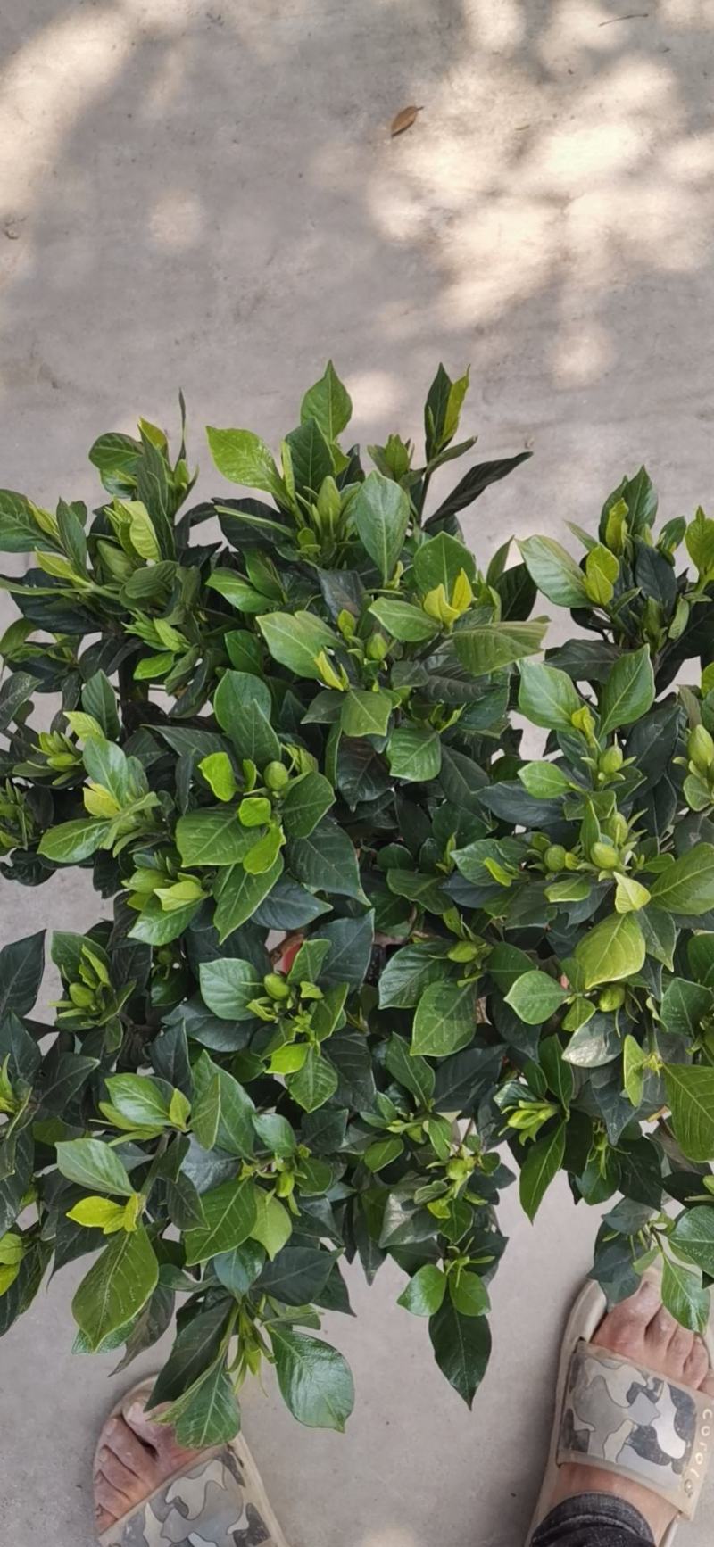 栀子花苗一手货源基地直发质量保障视频看货诚信合作欢迎来电