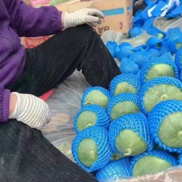 济宁喻屯甜瓜上市了。。。