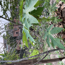 辨认是否正宗红肉水果木瓜组培苗方法，树头表面有小白斑