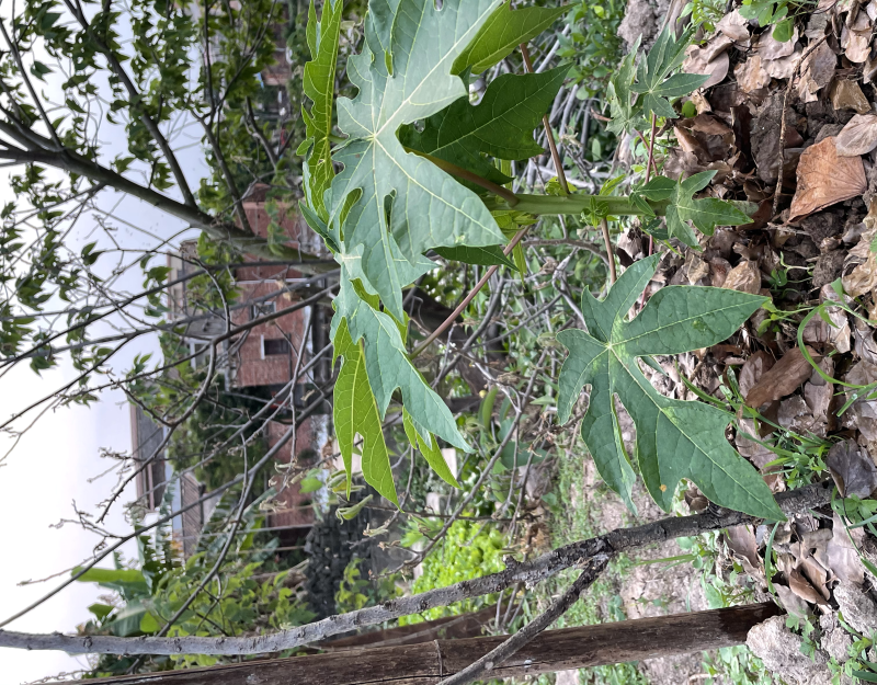 辨认是否正宗红肉水果木瓜组培苗方法，树头表面有小白斑