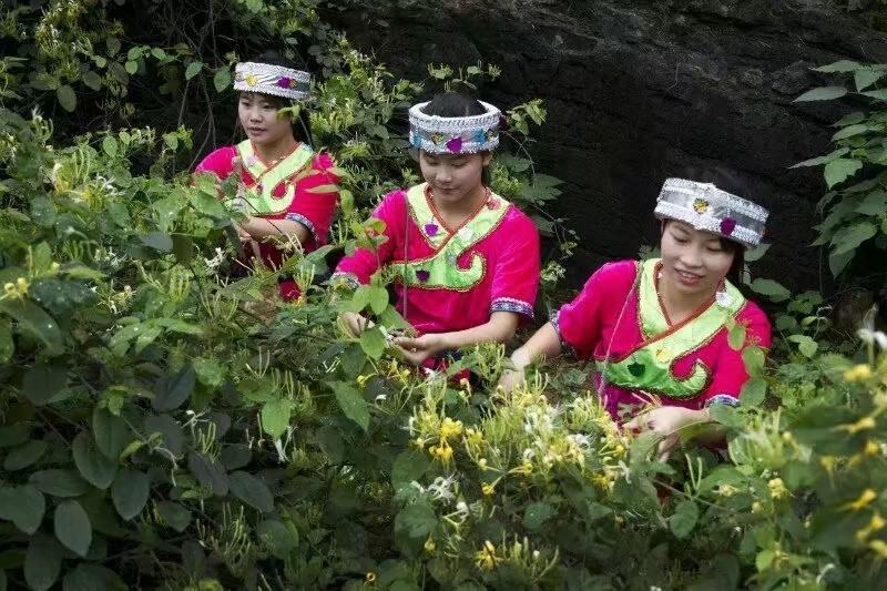 纯野生金银花，现在正好开花的季节，摘第一次花做茶味道超纯