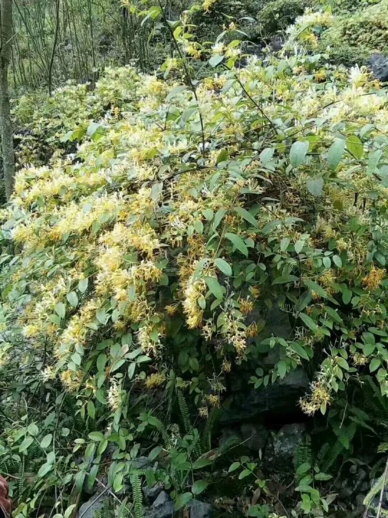 纯野生金银花，现在正好开花的季节，摘第一次花做茶味道超纯