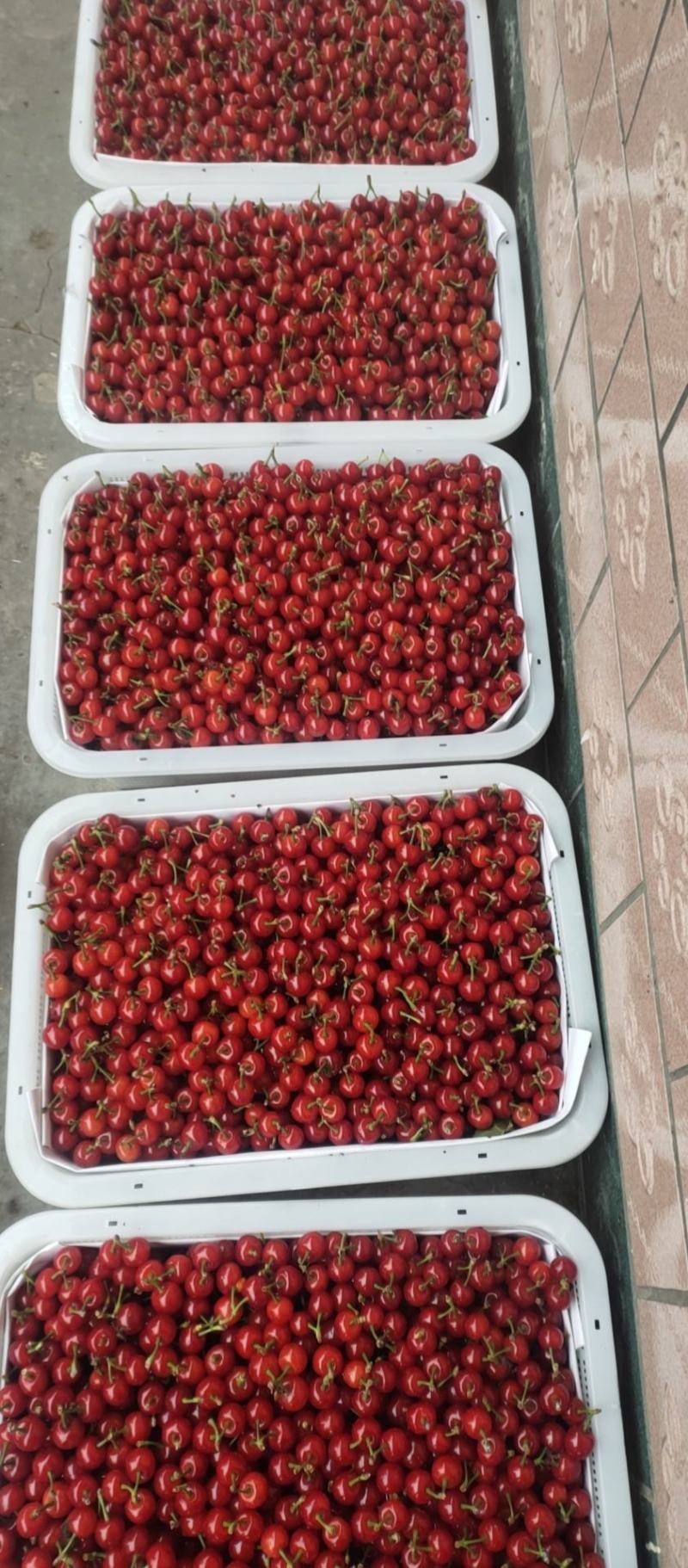 黑珍珠大量上市需要的联系我