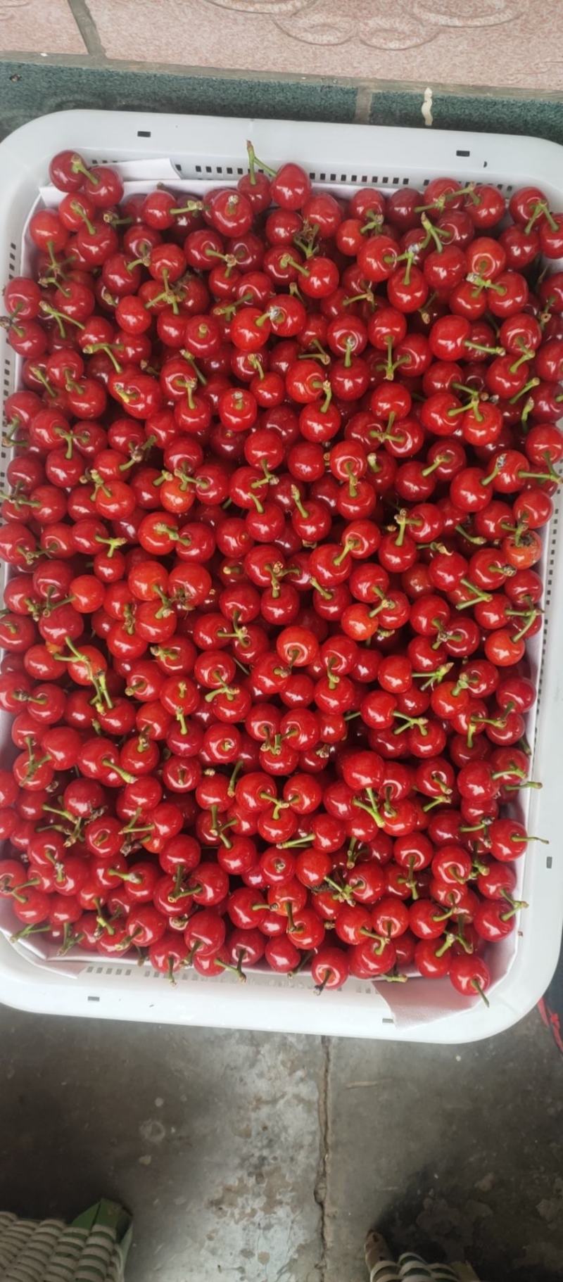 黑珍珠大量上市需要的联系我