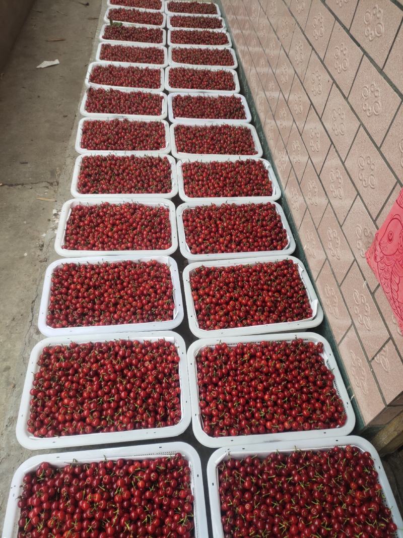 黑珍珠大量上市需要的联系我