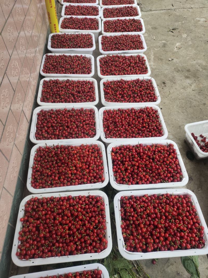 黑珍珠大量上市需要的联系我
