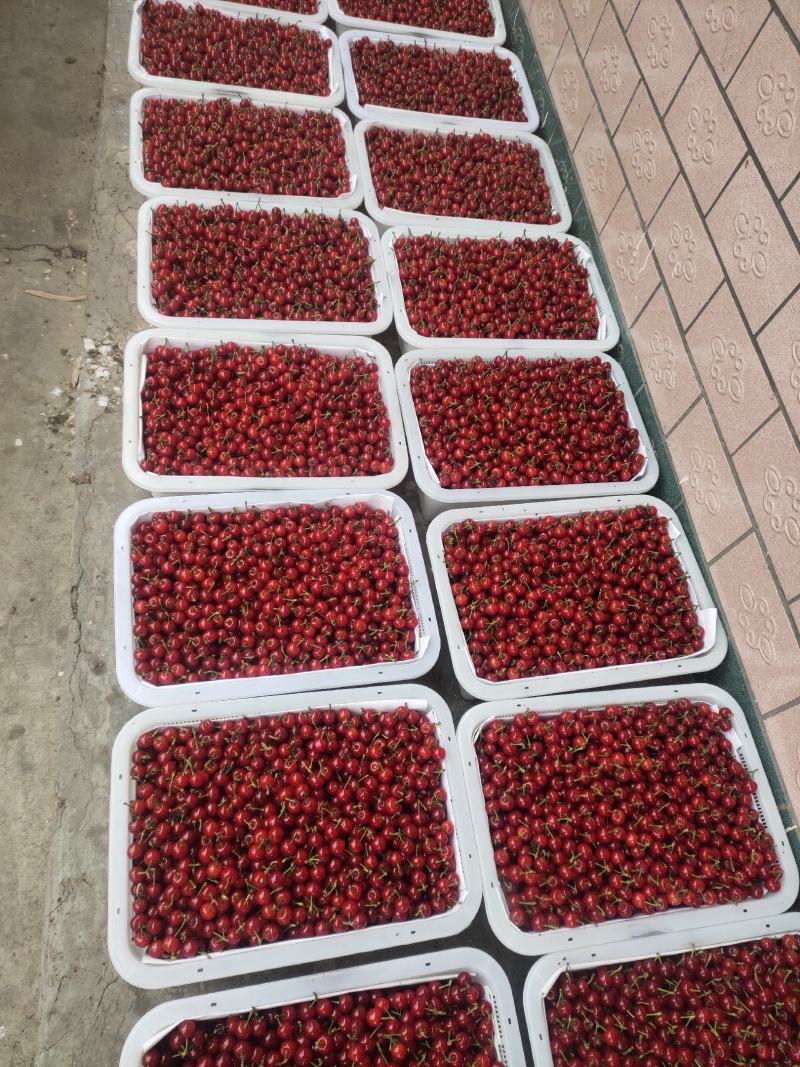 黑珍珠大量上市需要的联系我