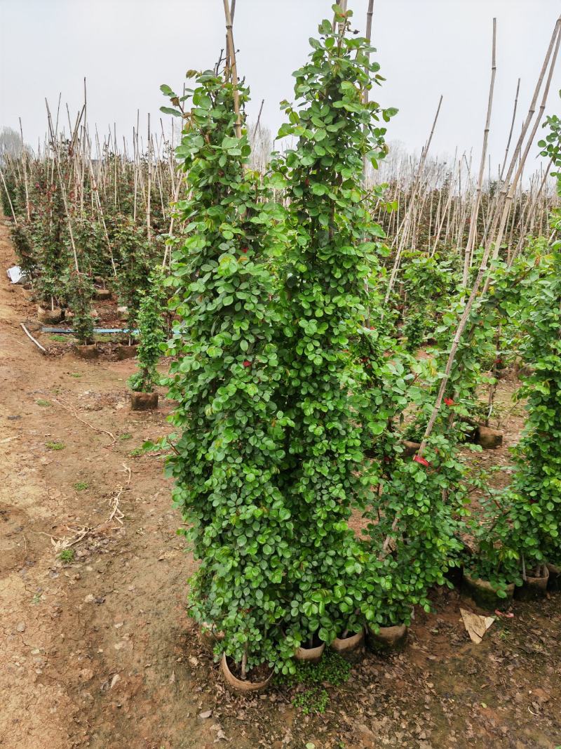 精品爬藤月季自由苗圃量大价优欢迎大家实地考察