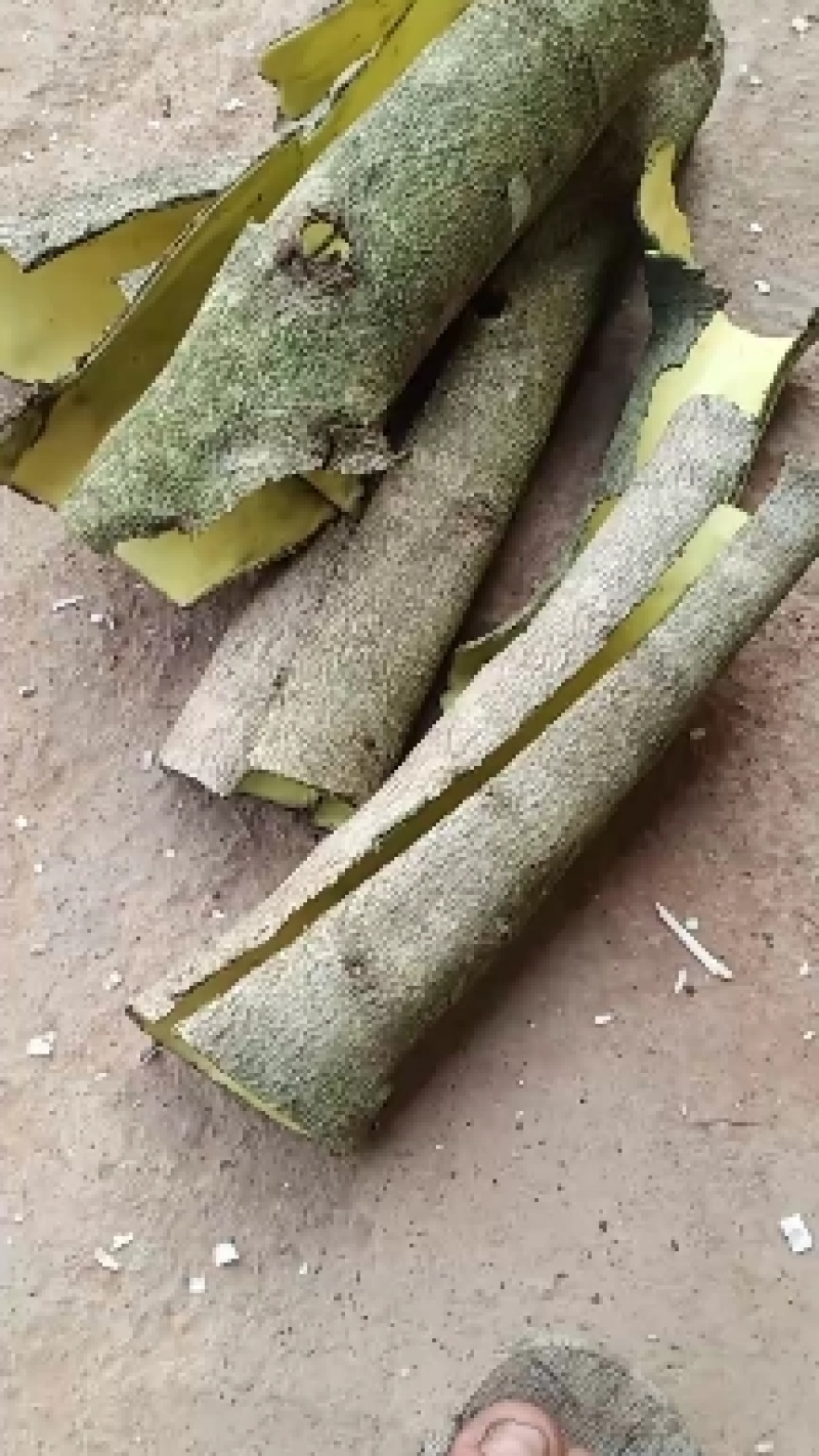 救必应