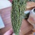 独脚金