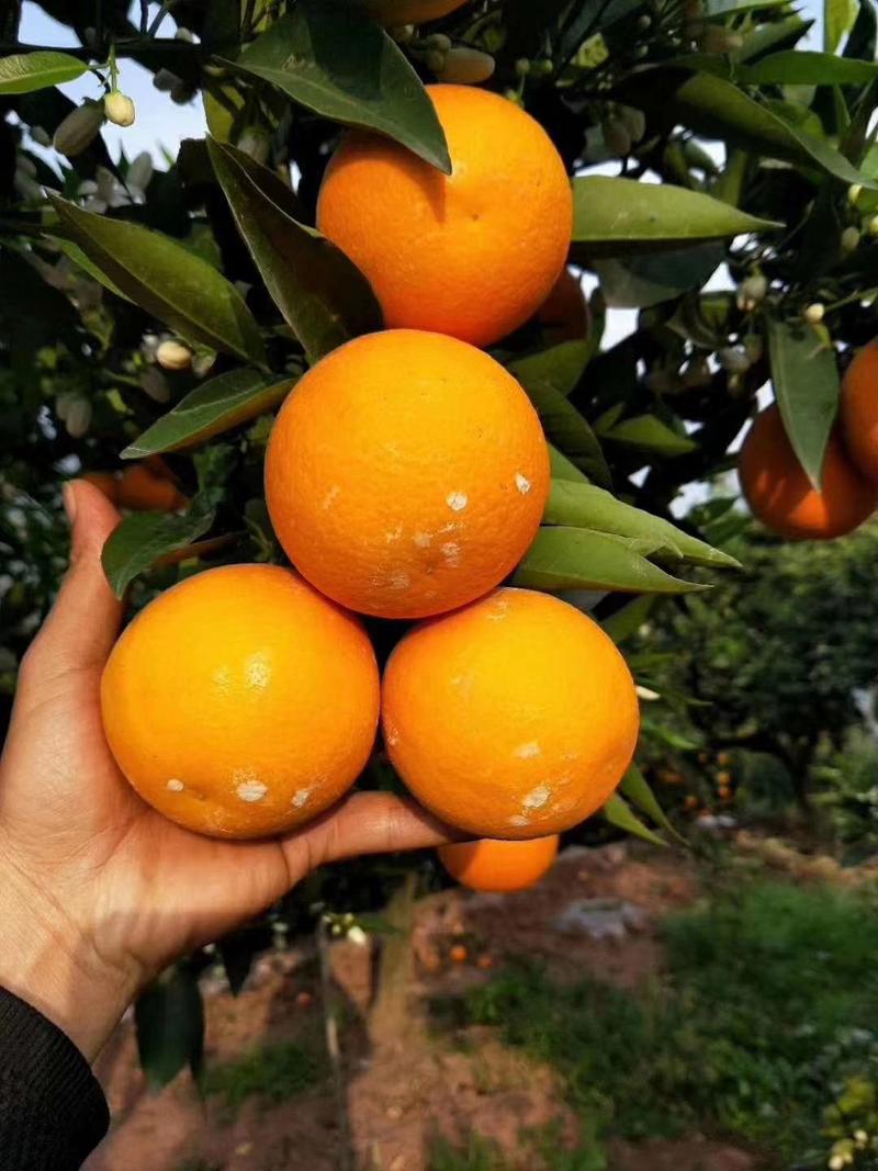 精品夏橙米奈夏橙秭归夏橙纯甜多汁果园看果采摘品质保障