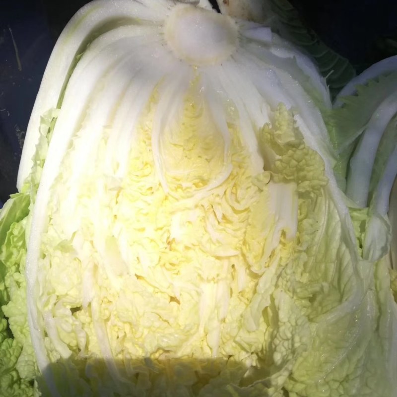 黄心白菜7斤以上毛菜，黄心，无苔，无烧心，全国代发