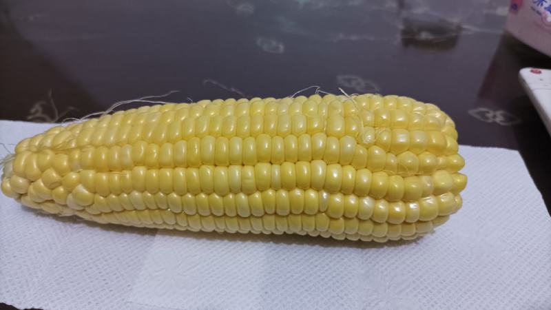 饶平甜玉米水果玉米泰国甜玉米太阳花玉米基地种植