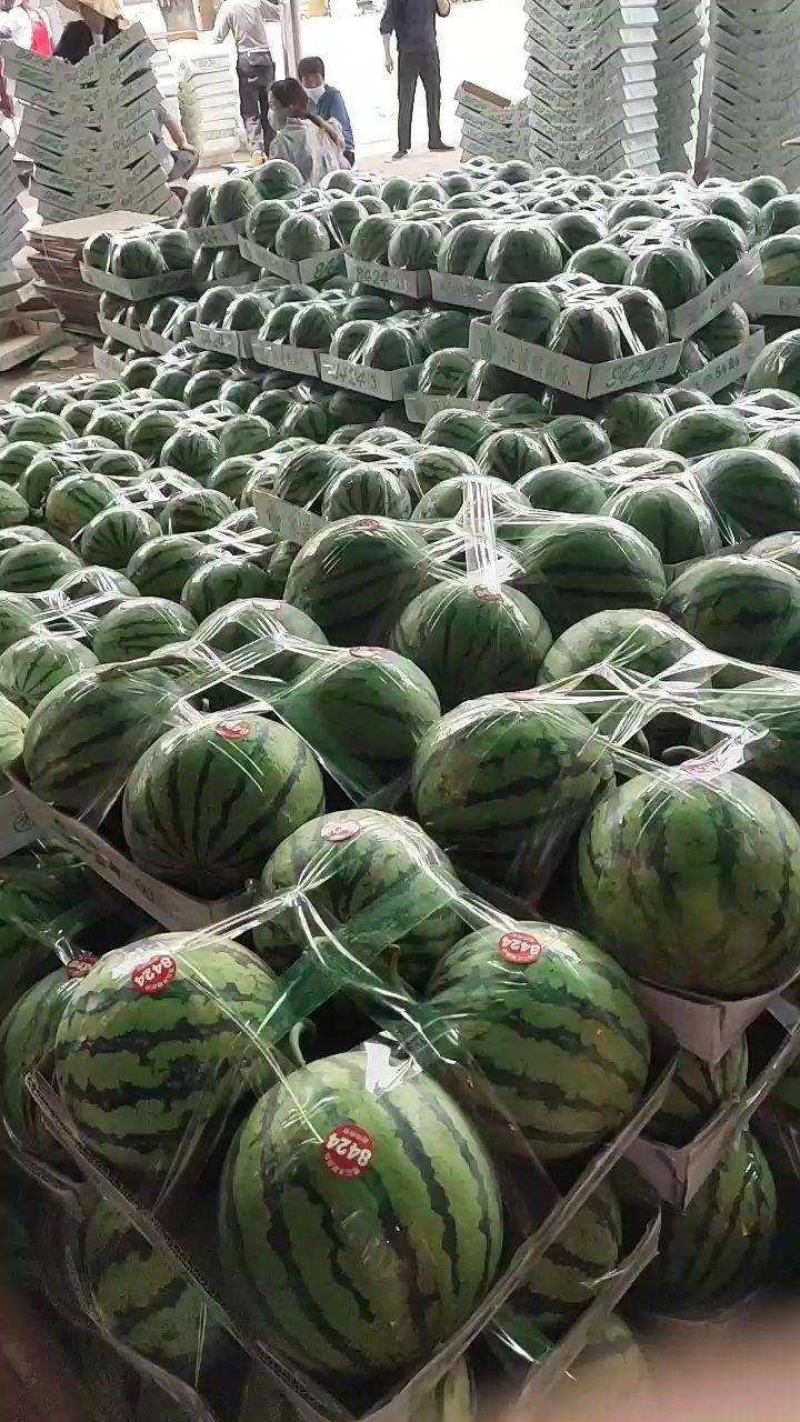 夏邑西瓜，河南西瓜，安徽西瓜，砀山西瓜