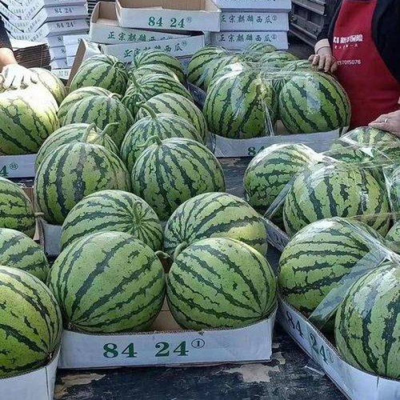 夏邑西瓜，河南西瓜，安徽西瓜，砀山西瓜