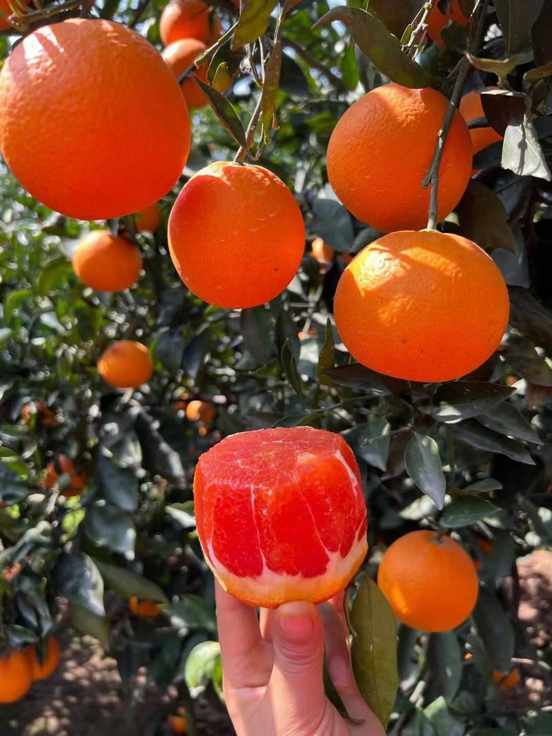 中华红血橙红橙纯甜多汁产地果园直供看园采摘坏果包赔