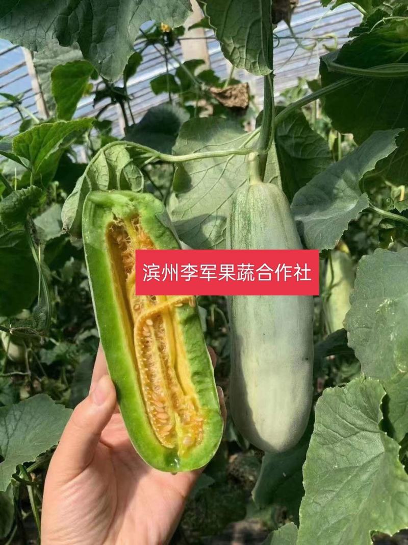 羊角蜜甜瓜基地大量供货，货源充足，代发全国各地市场！