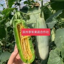 羊角蜜甜瓜基地大量供货，货源充足，代发全国各地市场！