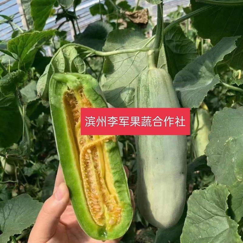羊角蜜甜瓜基地大量供货，货源充足，代发全国各地市场！