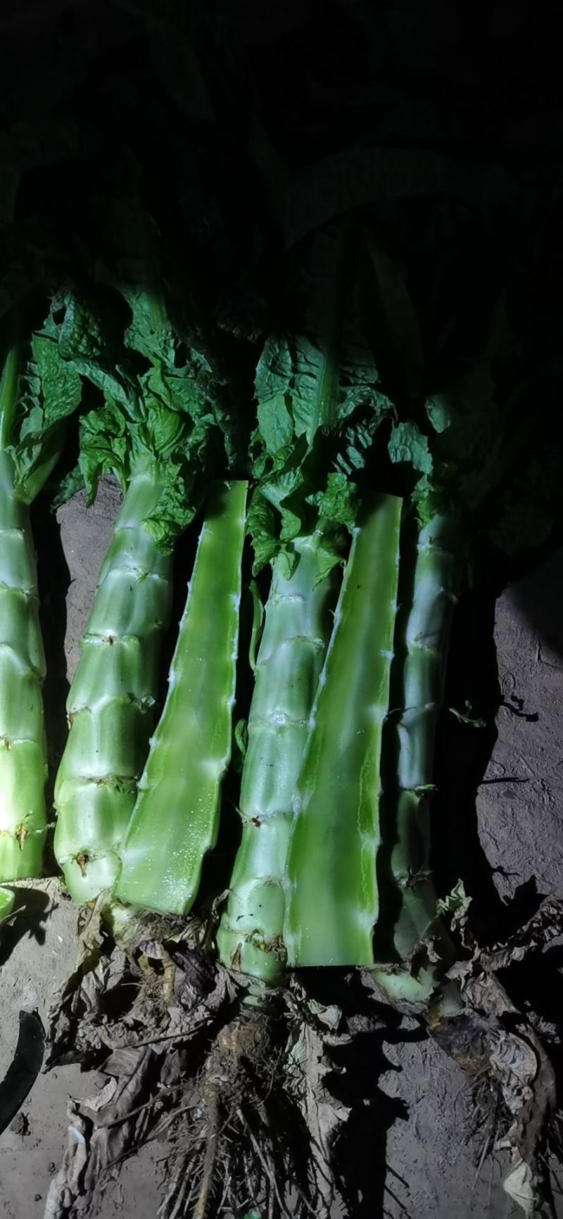 通许红叶莴笋夜战中