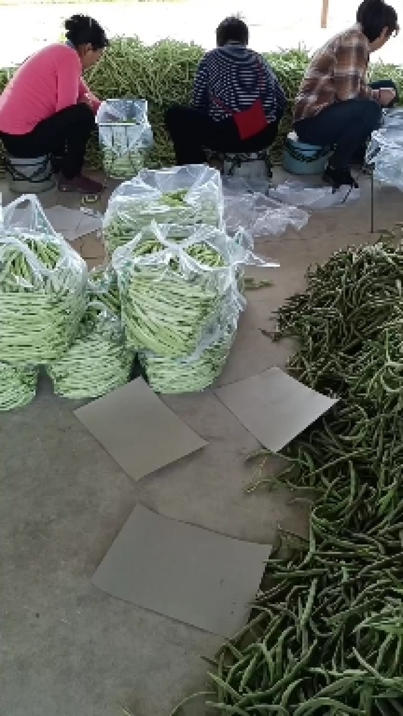 山东单县，芸豆，产地直供，货源充足，优等蔬菜，对接全国