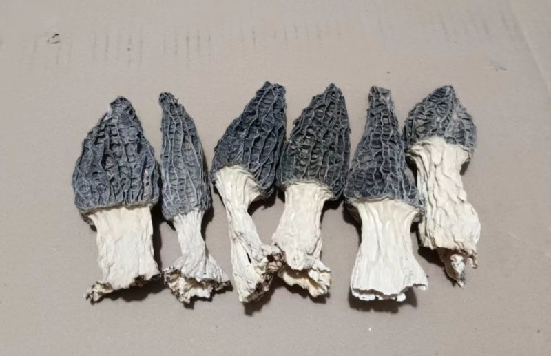 羊肚菌干品大量有货