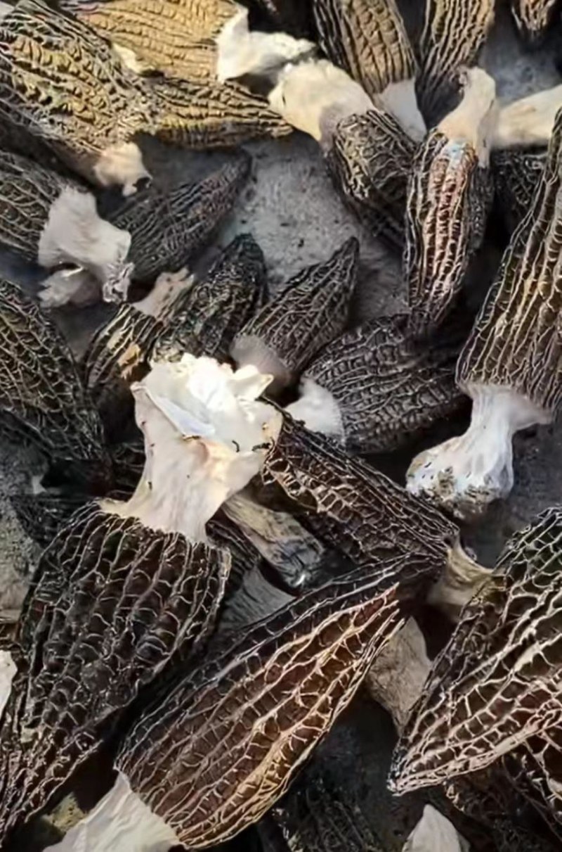 羊肚菌干品大量有货