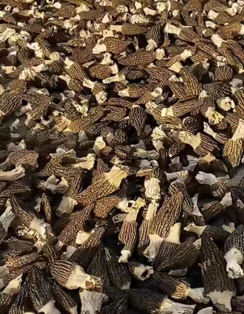 羊肚菌干品大量有货