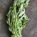 空心菜（新鲜空心菜现货供应）