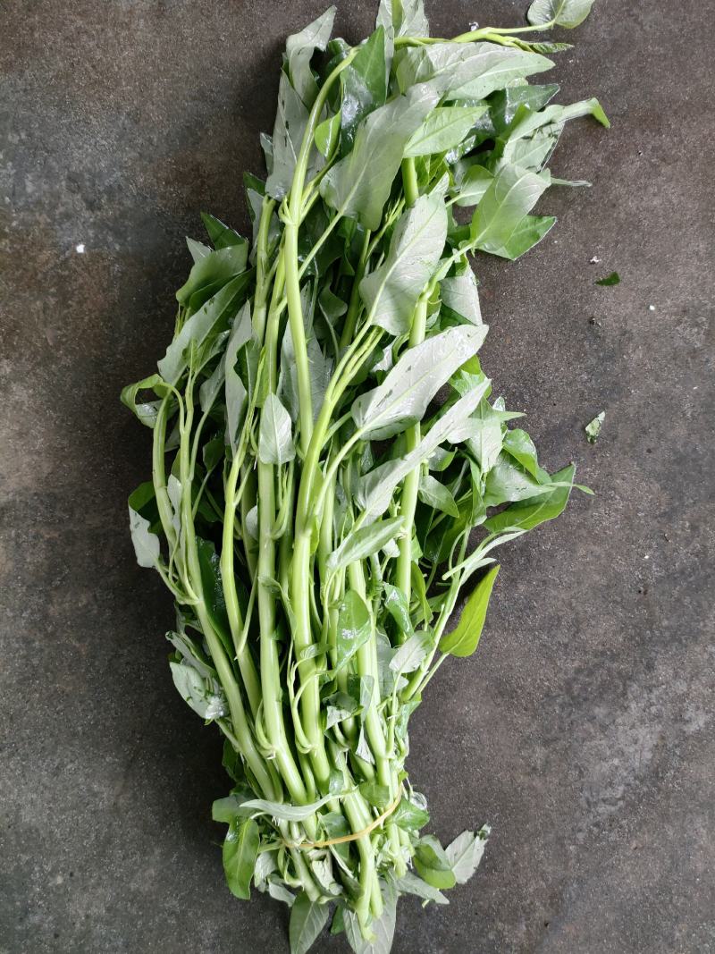 空心菜（新鲜空心菜现货供应）