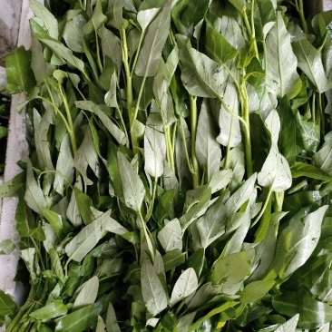 空心菜（新鲜空心菜现货供应）