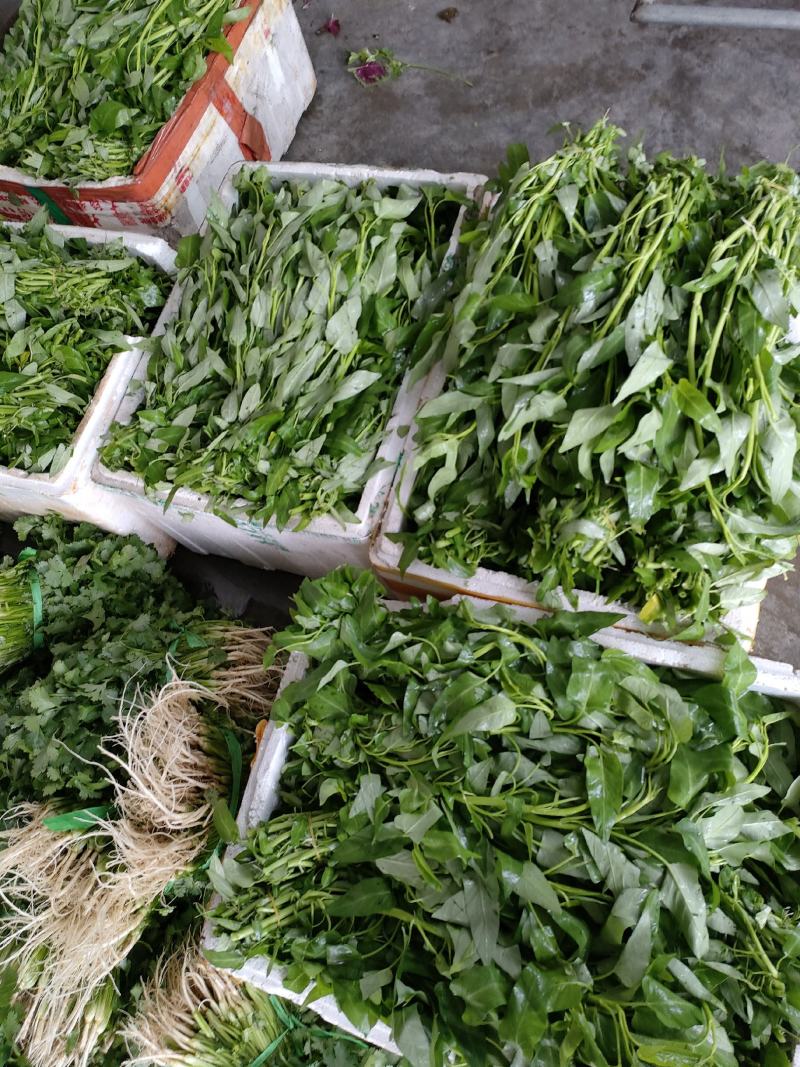 空心菜（新鲜空心菜现货供应）