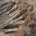 平欧大榛子树苗，品种达维，玉坠，长毛，110，品种齐全
