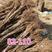 平欧大榛子树苗，品种达维，玉坠，长毛，110，品种齐全